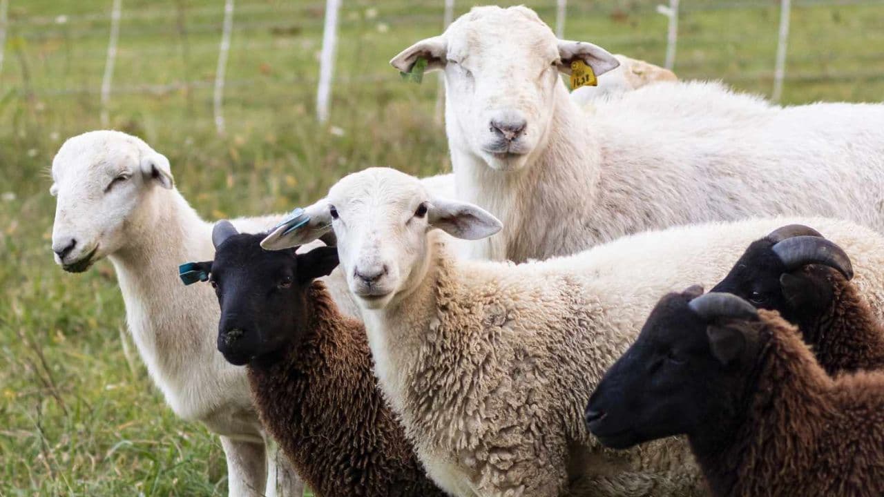 Crescătorii de oi și capre pot solicita plăți per cap de animal, până pe 5 august