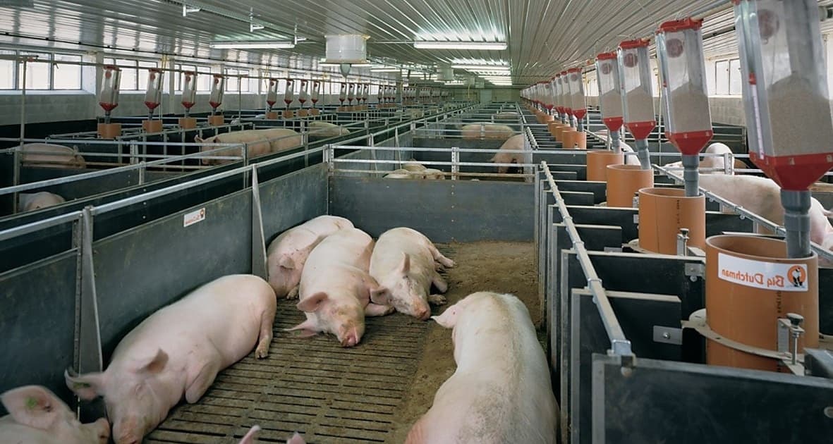 Fermele de porci din Anenii Noi și Criuleni afectate de pesta porcină vor fi redeschise în toamnă