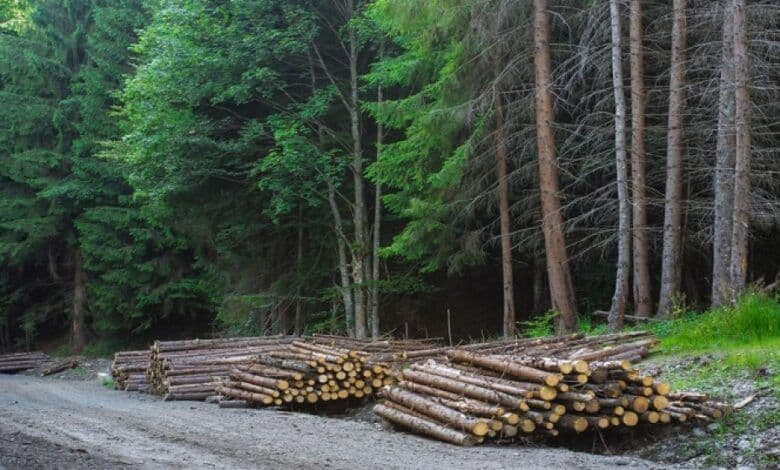 Se măresc de 10 ori sancțiunile pentru tăierea și vătămarea arborilor în pădurile protejate