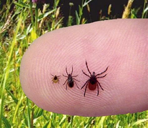 Scade numărul cazurilor de îmbolnăviri cu boala Lyme provocată de căpușe
