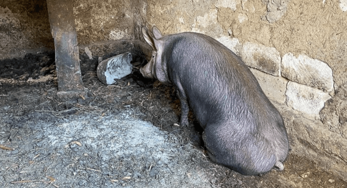Focare de pestă porcină la Hâncești și Briceni