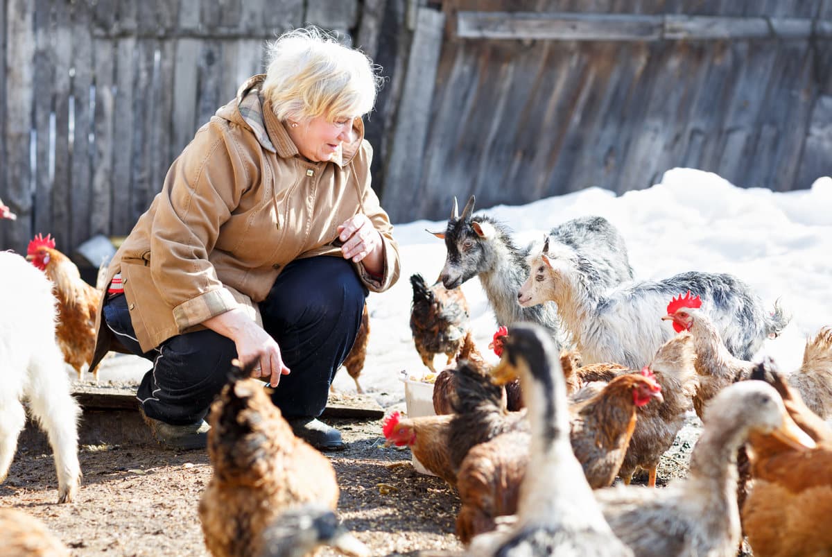Certificat veterinar gratuit pentru proprietarii de animale din gospodării
