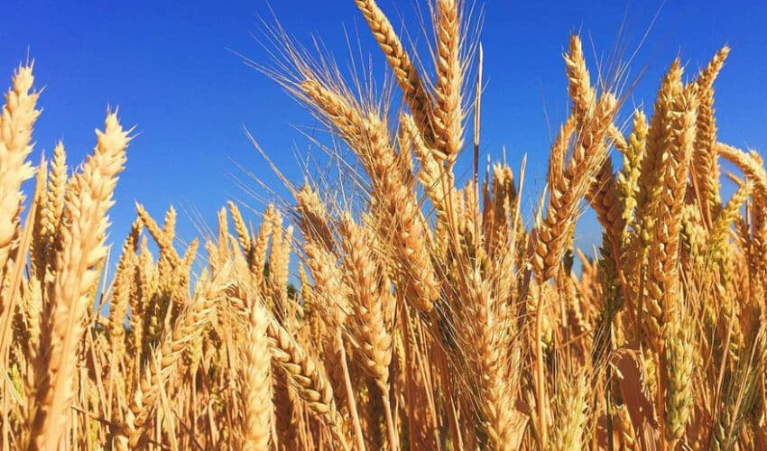 Noi plăți pentru agricultori, din fondul național: 10 milioane de lei într-o săptămână