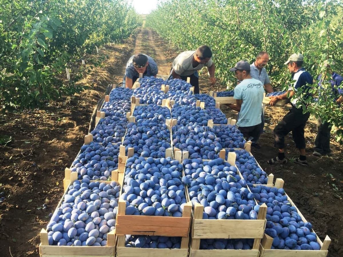 Circa 85% din prunele exportate de Moldova ajung în UE: veniturile au crescut cu 10%