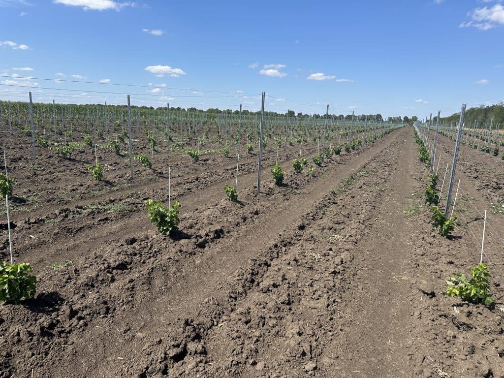Viticultura moldovenească, în continuă modernizare: tehnologii europene la Criuleni, în cadrul Proiectului „Livada Moldovei”
