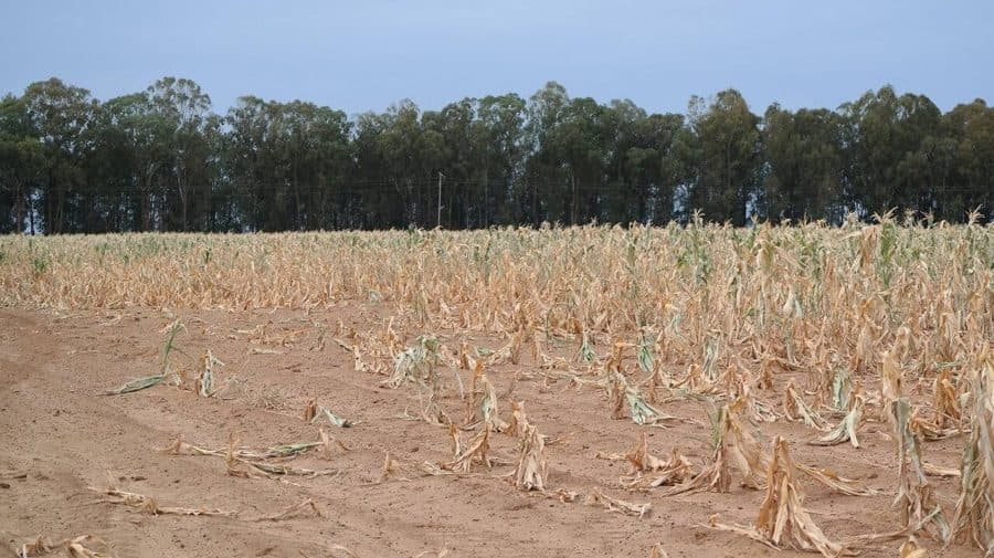 Seceta a compromis circa 33 000 ha de culturi agricole