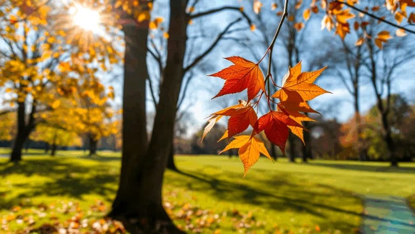 Noiembrie neobișnuit de cald. Temperaturi peste medie și mai puține ploi