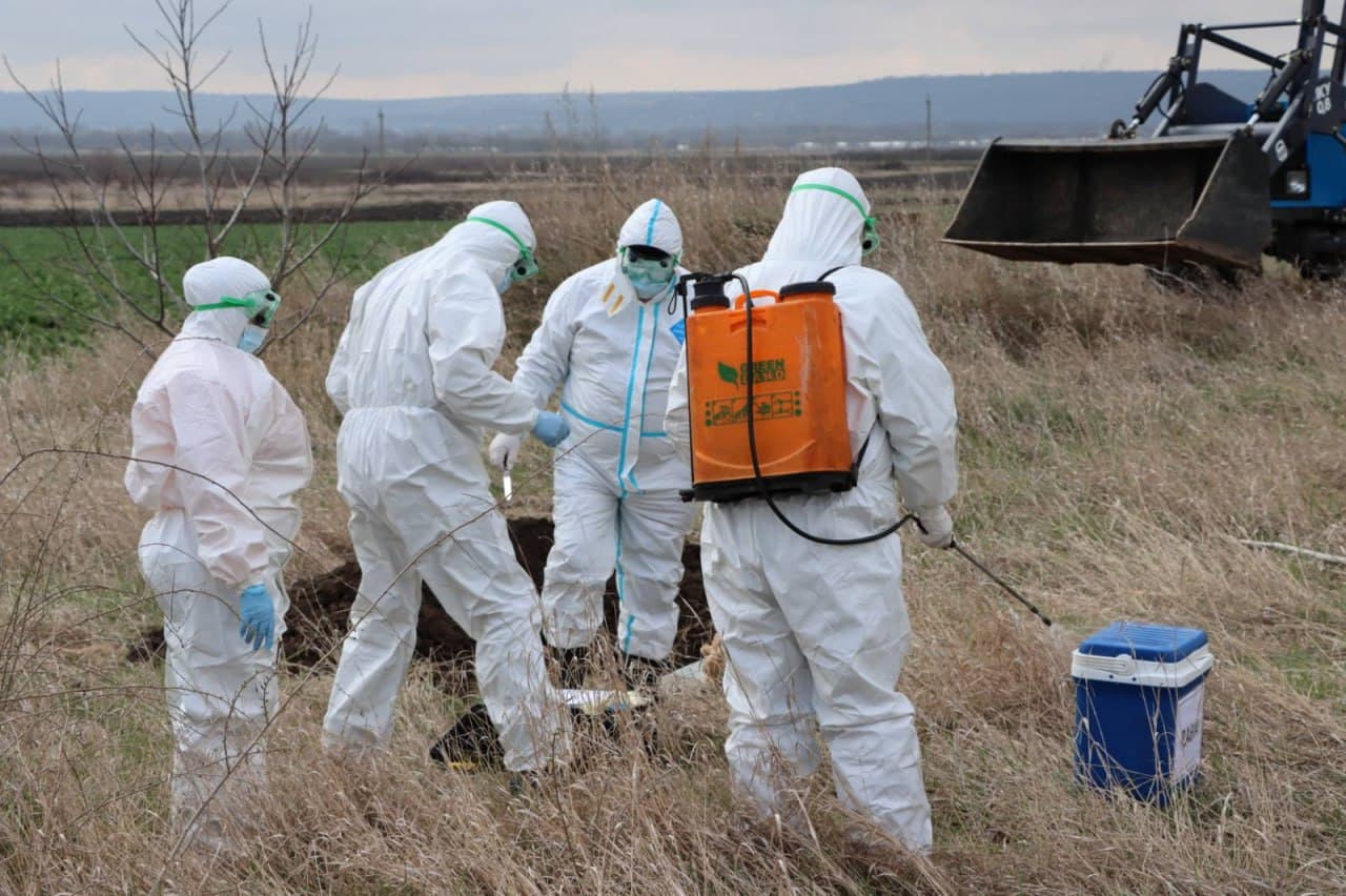 Două focare de rabie și unul de pestă porcină africană, depistate pe teritoriul R. Moldova în ultimele săptămâni