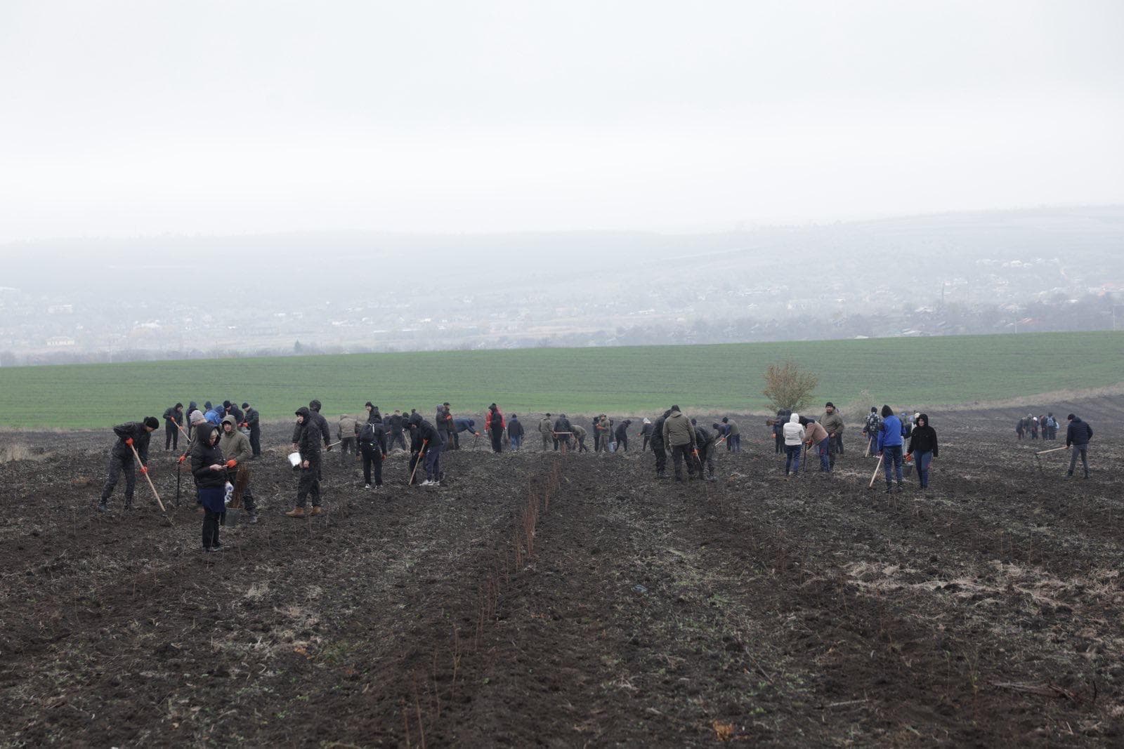 FOTO, VIDEO // Igor Grosu și Alexandru Munteanu au plantat copaci alături de miniștri, deputați și voluntari