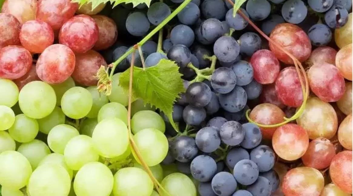 R. Moldova vizează o creștere de 60% a exporturilor de struguri de masă