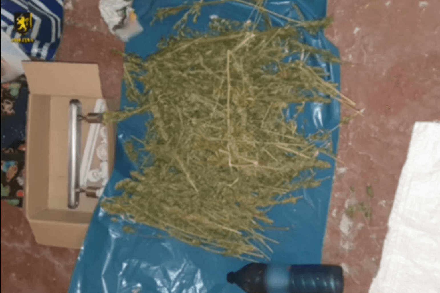VIDEO // Polițiștii au găsit saci cu cânepă la domiciliile a cinci indivizi din raionul Briceni. Bărbații, cercetați pentru cultivarea drogurilor