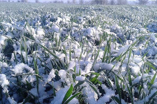 Temperaturile scăzute la final de decembrie nu pun în pericol culturile agricole