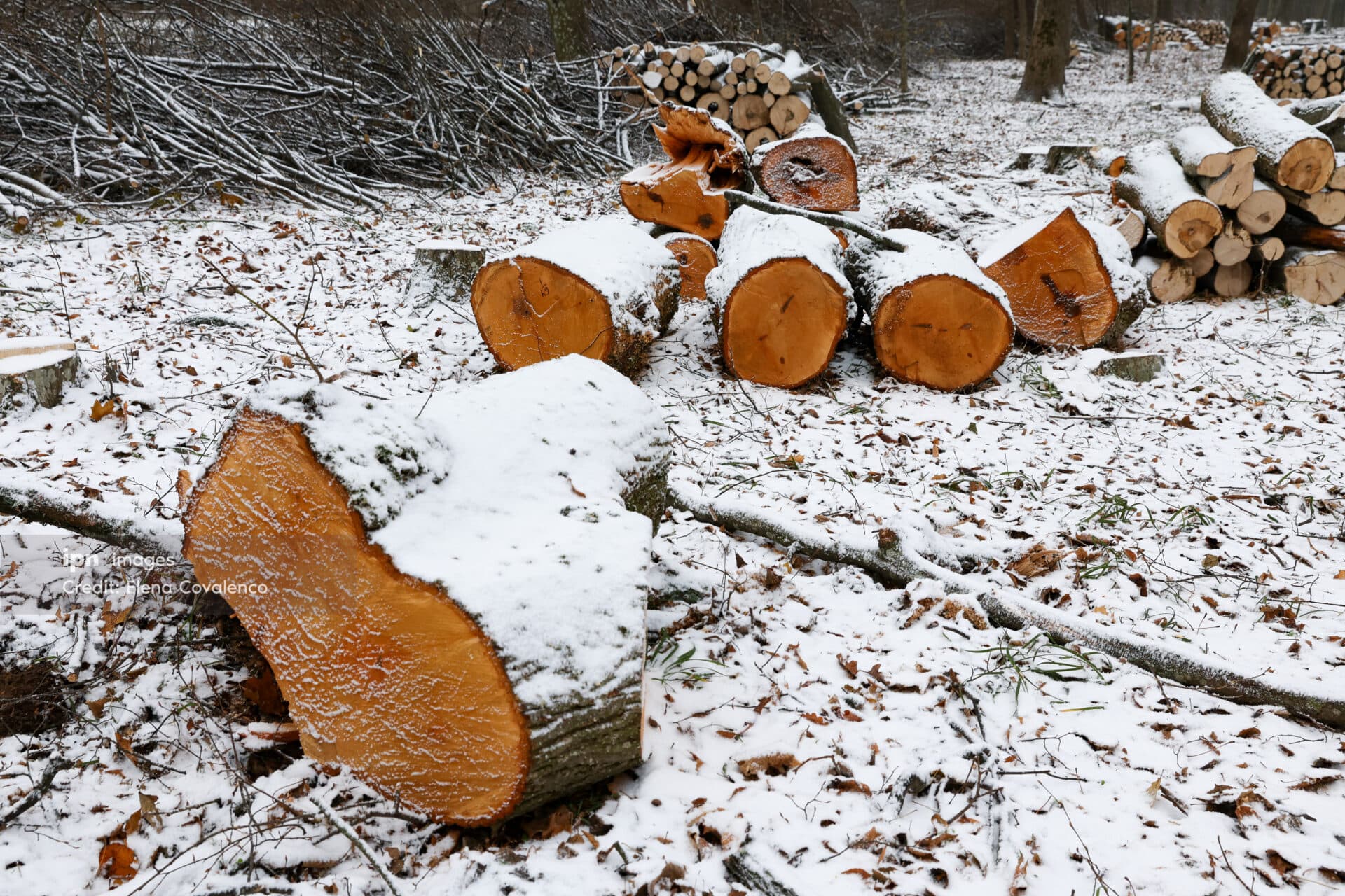 Tăieri ilegale de arbori la Criuleni – prejudiciu estimat la 200 mii de lei