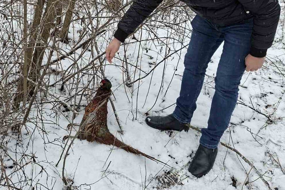 Cazuri de braconaj cu lațuri, depistate la Telenești