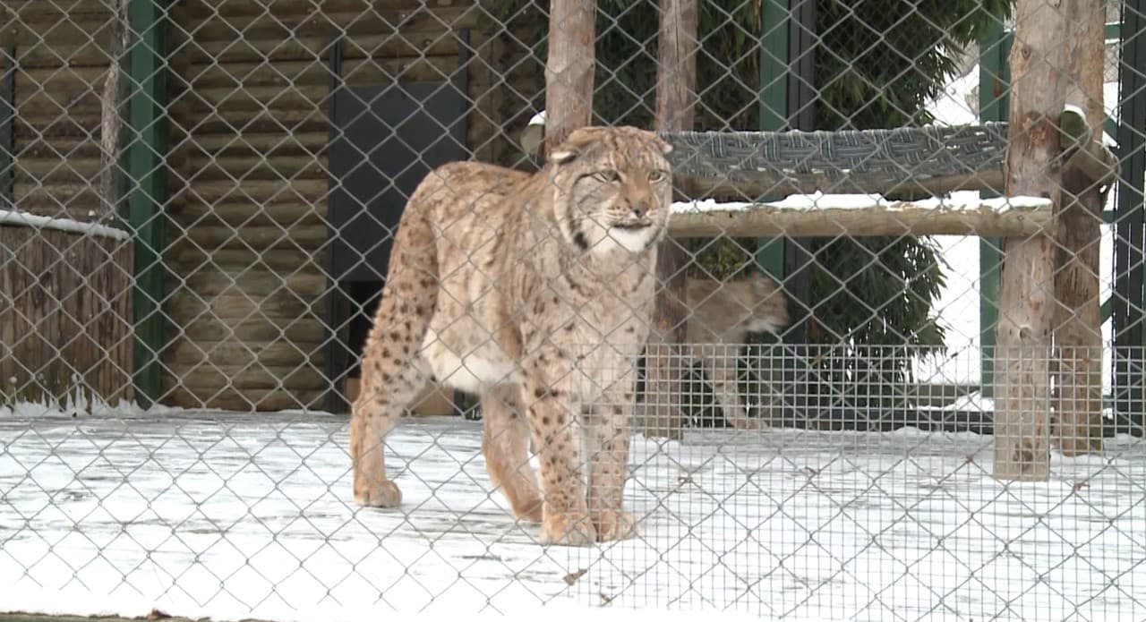 Grădina Zoologică - Măsuri speciale pentru a proteja animalele de ger: adăposturi încălzite cu lămpi și meniu bogat în vitamine