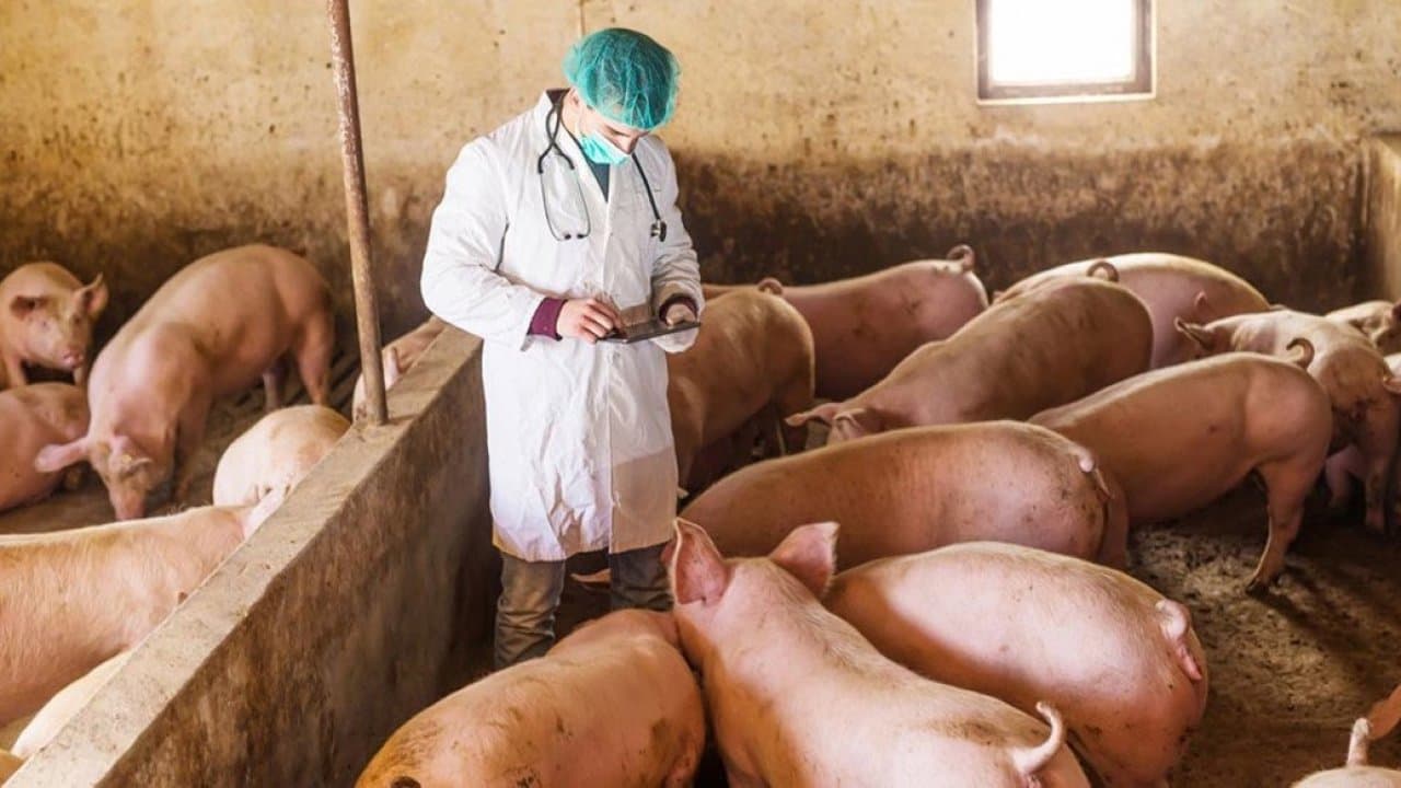 Un nou caz de pestă porcină africană, confirmat în raionul Leova. Restricții instituite în mai multe localități