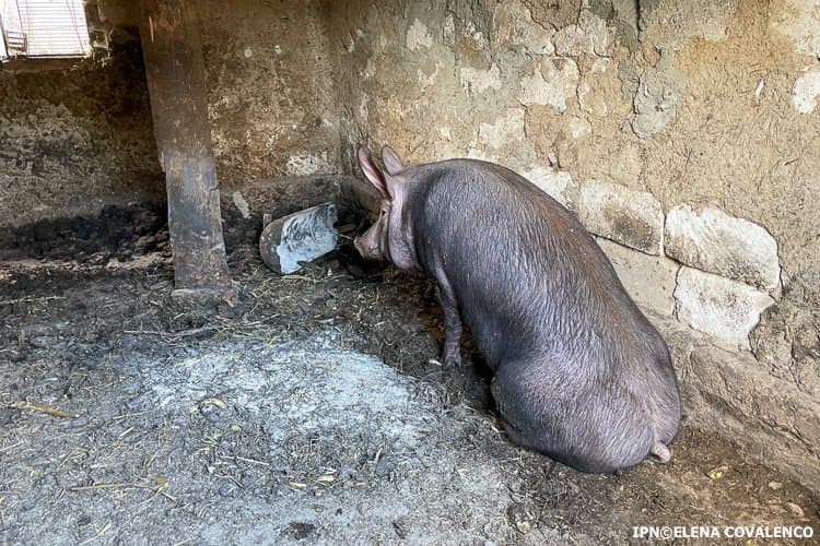 Peste 70 de porcine sacrificate la Boghiceni din cauza pestei