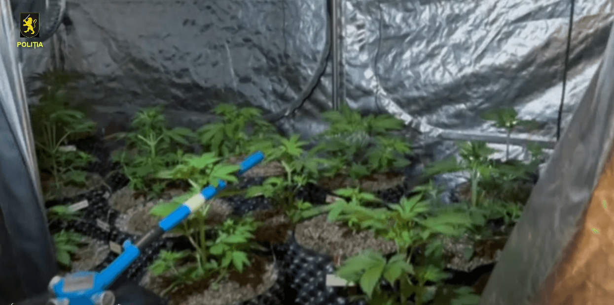 VIDEO // Patru traficanți de droguri, reținuți noaptea trecută la Chișinău și Ialoveni. Poliția a confiscat peste 7 kilograme de marijuana