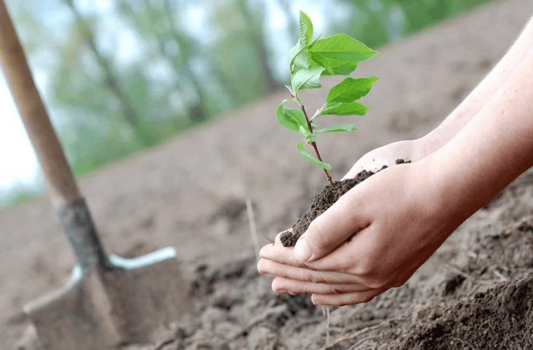 Campania de plantare „Primăvara 2026” a fost lansată pe ambele maluri ale Prutului
