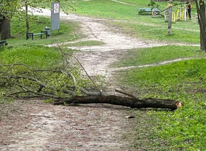 Caz tragic în Chișinău // Un pensionar și-a pierdut viața după ce un copac a căzut peste el într-un parc
