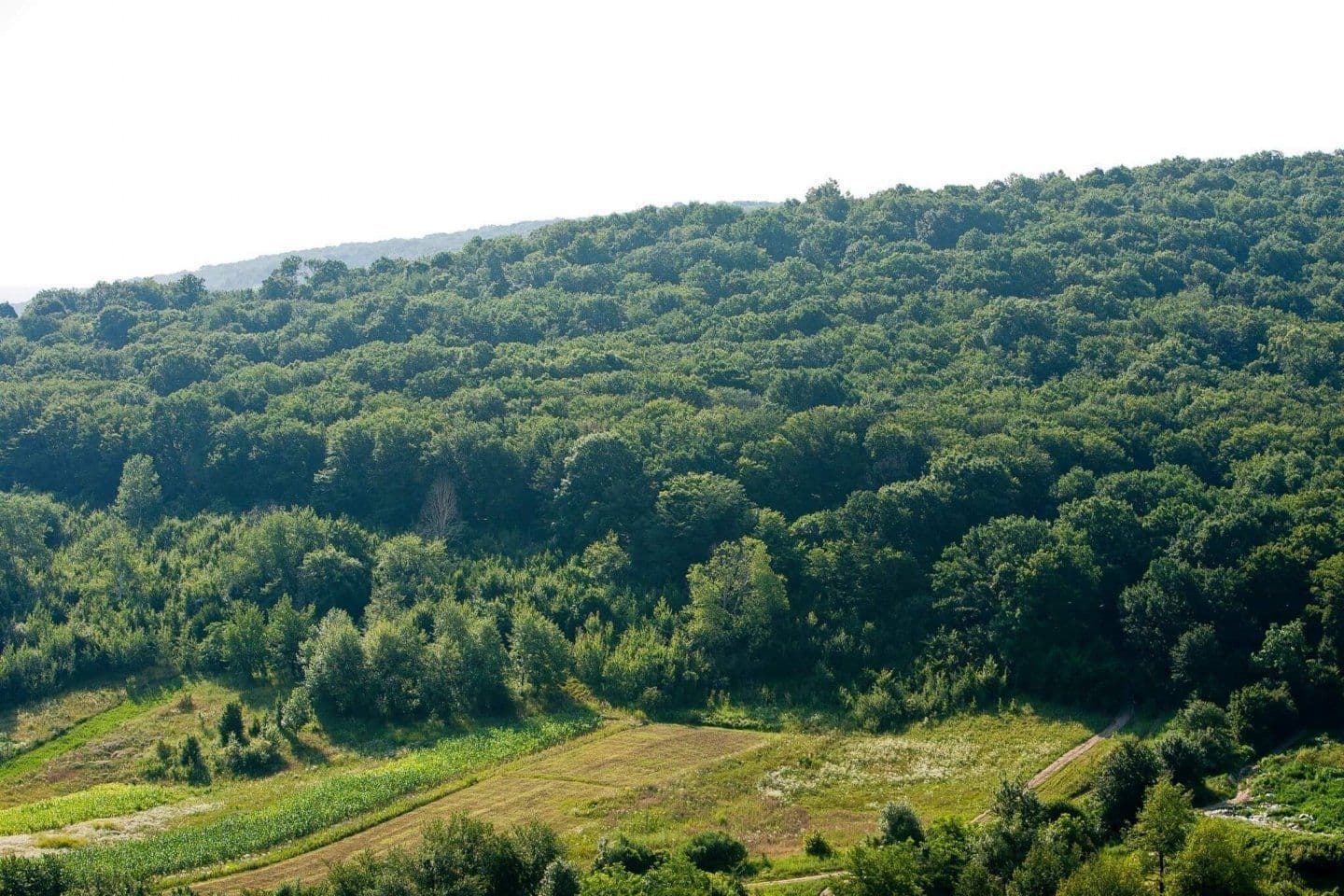 Audit: Peste 337 de mii de hectare din fondul silvic, neevaluate și necontabilizate