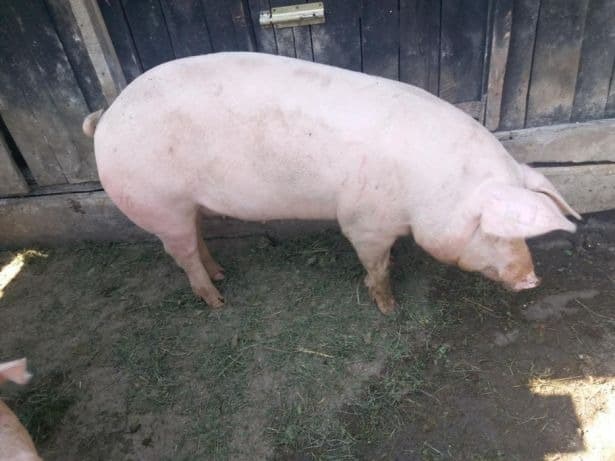 Pestă porcină la Ialoveni. Autoritățile - în alertă, după ce au găsit cadavre aruncate într-o livadă