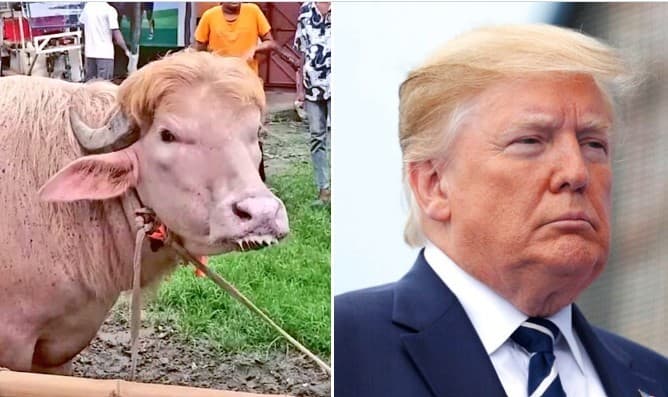 VIDEO // Un bivol considerat o adevărată „sosie” al lui Donald Trump a devenit vedetă în Bangladesh înainte de a fi sacrificat