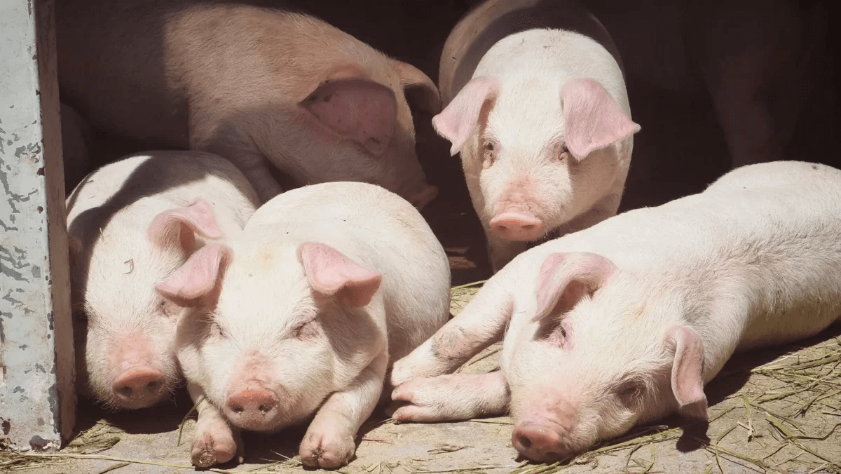 Peste 120 de mii de porci, sacrificați anul trecut din cauza PPA. Statul a plătit compensații doar pentru trei gospodării