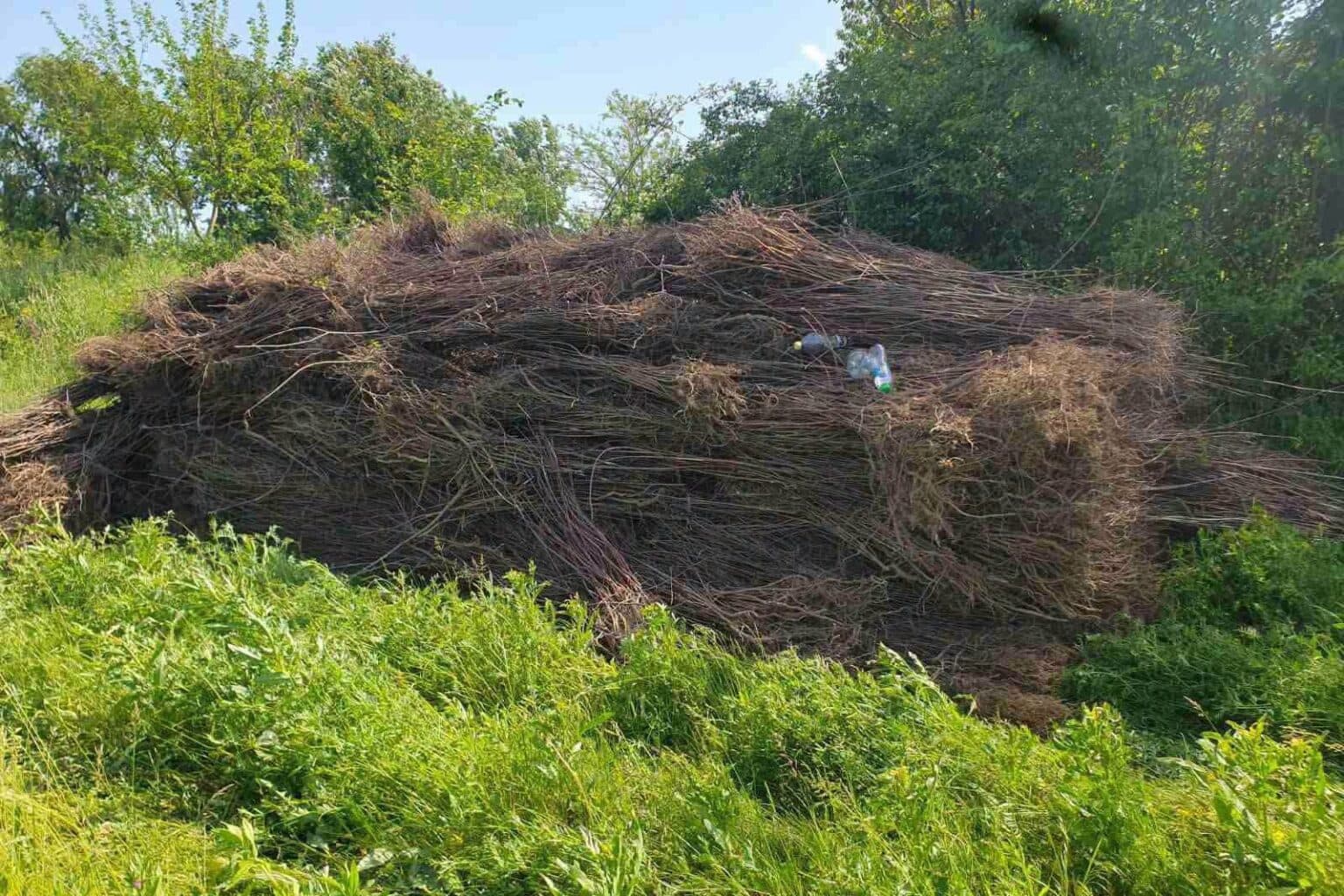 Ministrul Mediului cere demisia directorului Rezervației „Pădurea Domnească”