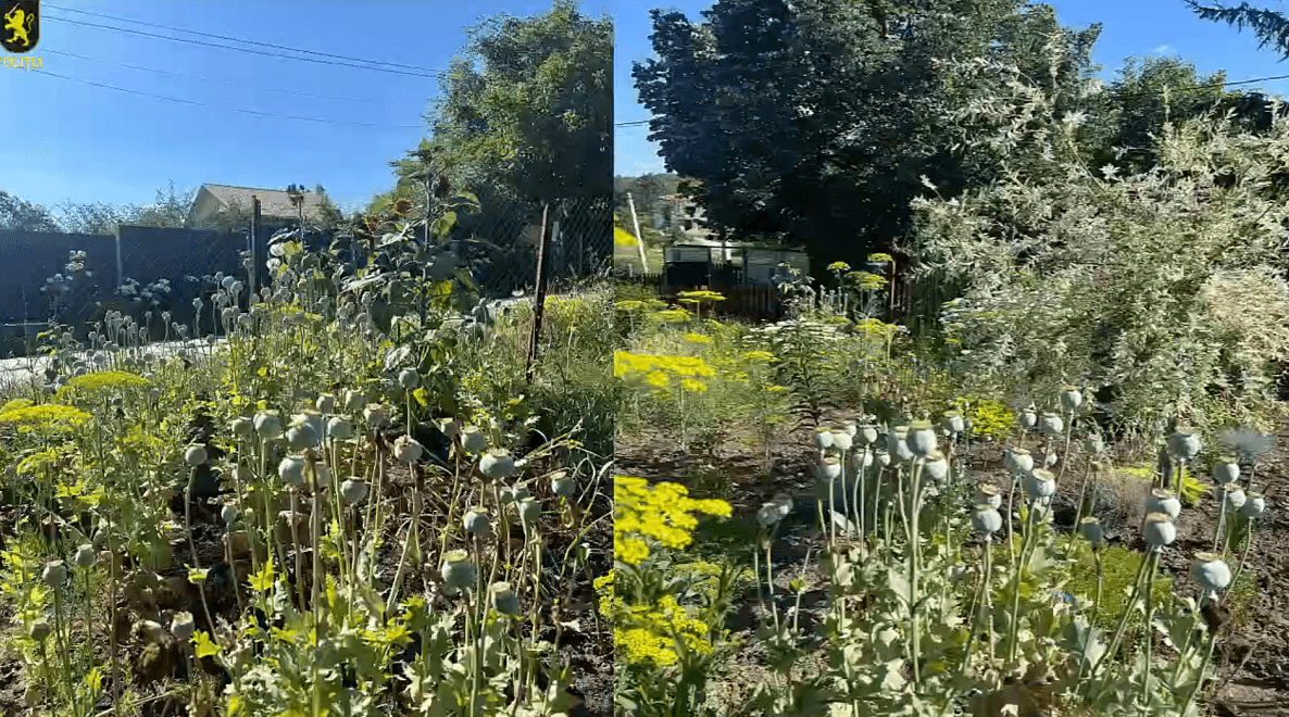 VIDEO // Sute de plante de cânepă și mac, depistate de polițiști în două gospodării din Chișinău și suburbii
