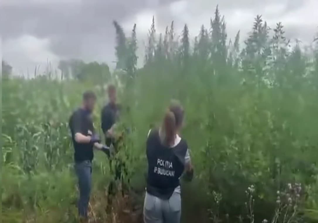 VIDEO // Plantație de cânepă camuflată într-un lan de porumb, descoperită la Trușeni. Proprietarul terenului, cercetat penal