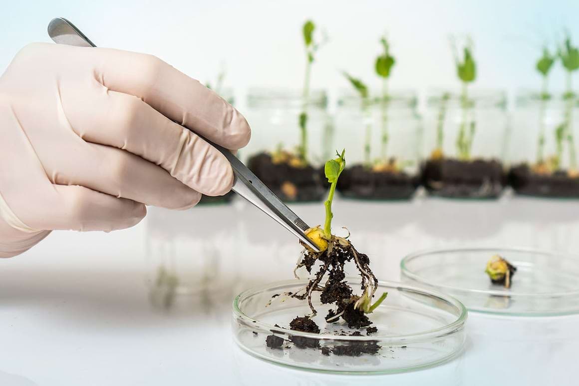 ONG-urile de mediu și agricultură cer retragerea proiectului privind organismele modificate genetic