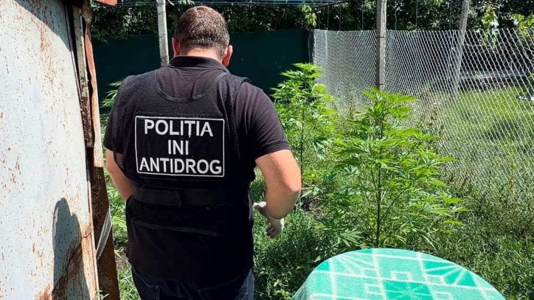 VIDEO // Recidivist din Chișinău, arestat pentru cultivarea și vânzarea marijuanei și a ciupercilor halucinogene