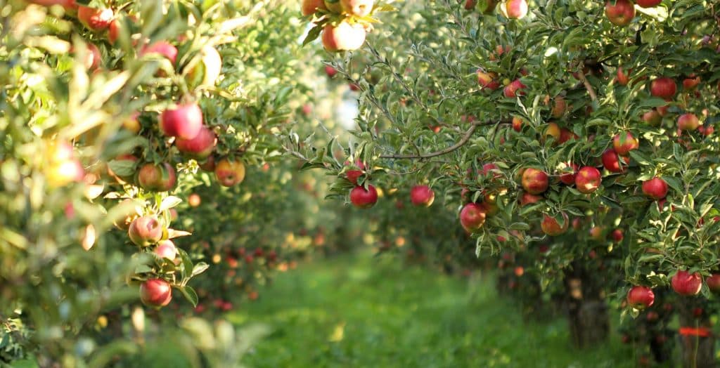 Guvernul aprobă proiectul ”Livada Moldovei II”. 150 de milioane de euro pentru modernizarea agriculturii