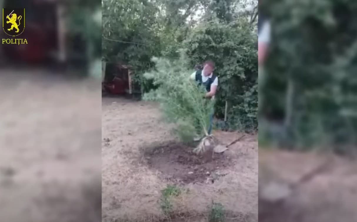 VIDEO // Percheziții în Soroca. Doi bărbați, suspectați după ce polițiștii au ridicat cânepă și marijuana la domiciliile lor