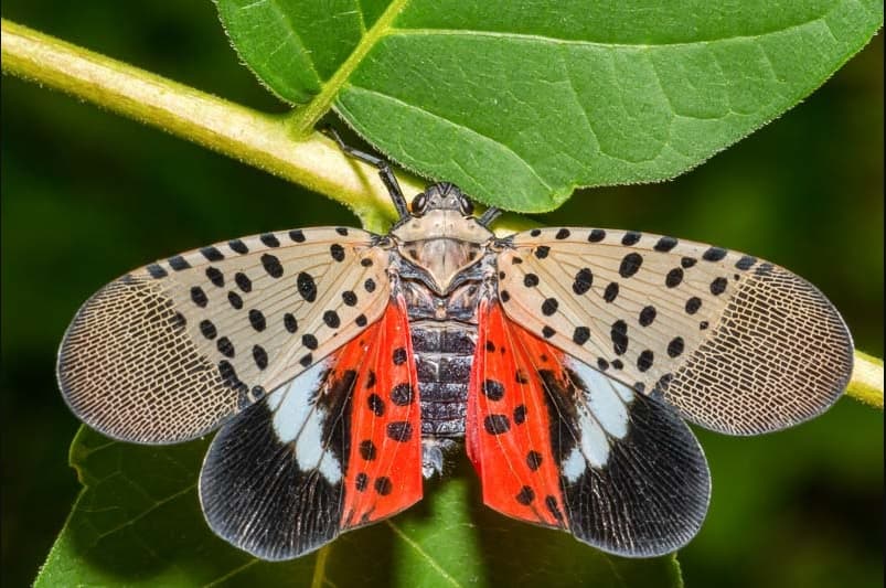 Regim de carantină. O insectă dăunătoare pentru agricultură, depistată pentru prima dată în R. Moldova
