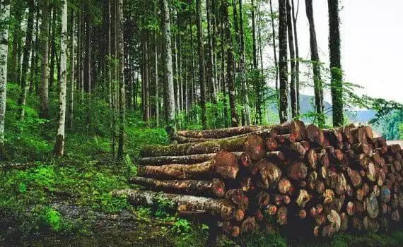 Rodica Iordanov: Reforma Moldsilva nu va rezolva problemele din sectorul forestier doar prin reorganizare