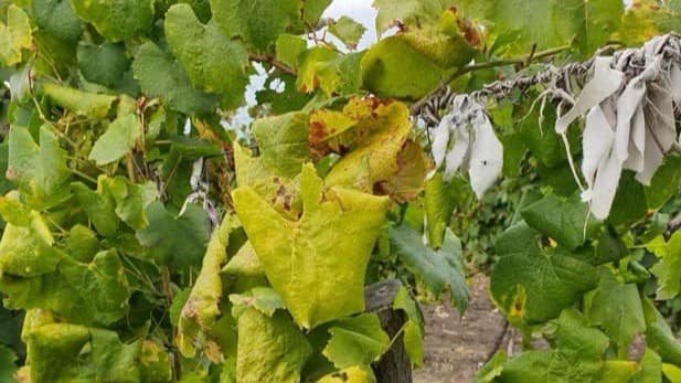 FOTO // Alertă pentru viticultori: „îngălbenirea aurie” a viței-de-vie, confirmată în R. Moldova. Cum poate fi recunoscută