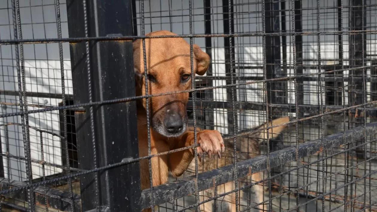 Două persoane, amendate cu câte 25 de mii de lei pentru cruzime față de animale