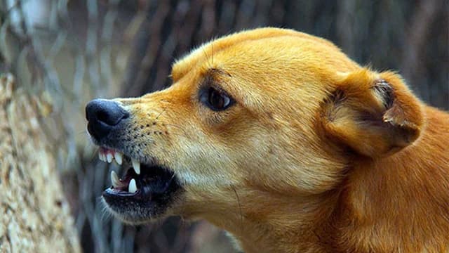 Aproape 60 de cazuri de rabie la animale în 2025. ANSP recomandă vaccinare și prudență