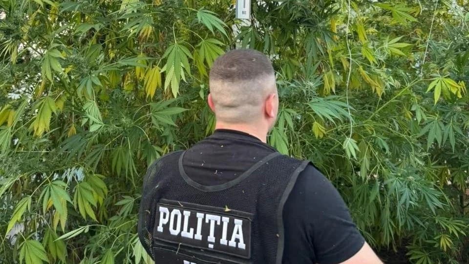 VIDEO // Droguri de circa un milion de lei, ridicate la Comrat