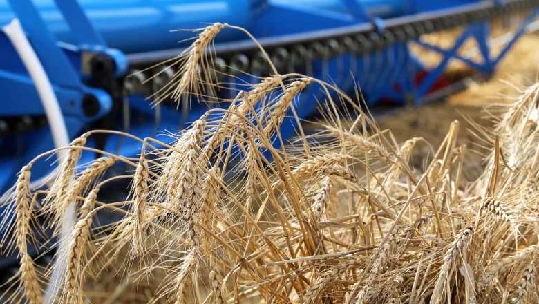Trei țări cer UE să blocheze tranzitul cerealelor rusești. Moscova, acuzată că profită de infrastructura europeană