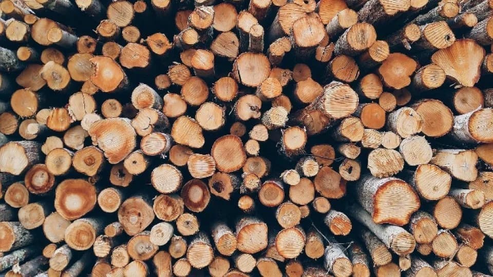 Circa 400 de arbori, tăiați ilegal la Vadul lui Vodă. Prejudiciul depășește un milion de lei