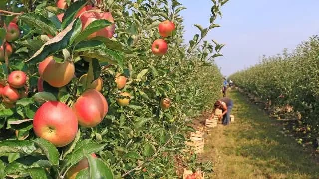 „Livada Moldovei II”: 150 de milioane de euro pentru modernizarea agriculturii