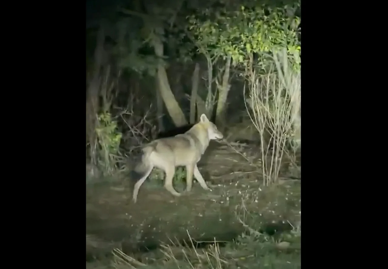 VIDEO // „Am găsit numai coarnele și lanțul”. Lupii atacă animalele în gospodăriile din Basarabeasca
